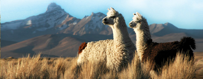 Llamas in South America, seen on our luxury travel tour in Peru