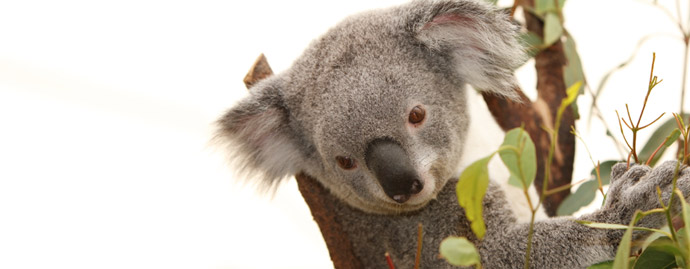 koala in eucalyptus tree seen on a luxury travel adventure in Australia