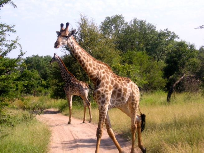 South Africa-Giraffes