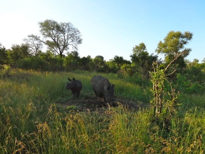 South Africa-Mother & Baby Rhino