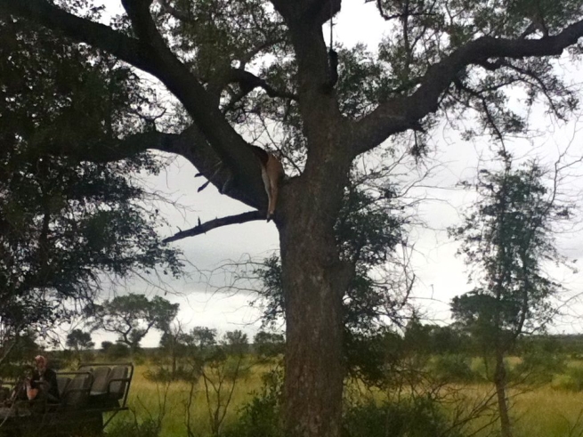 South Africa-Dead Gazelle in tree