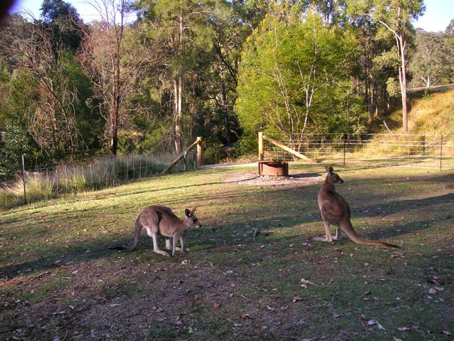 wild kangaroos in a park in Australia