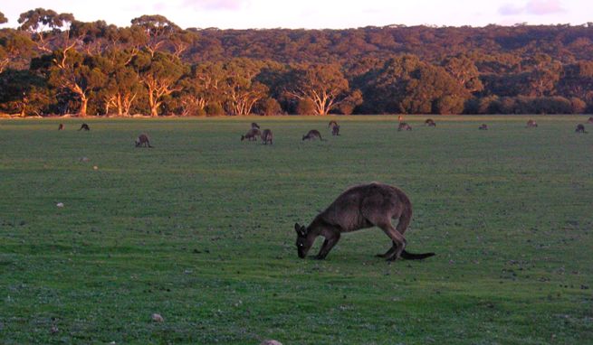 kangoroos at kangaroo island at sunset