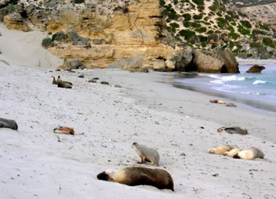Kangaroo Island seals
