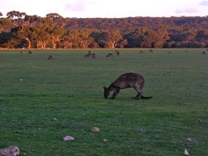 Australia Wild Kangaroos in field