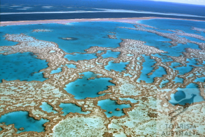 Hayman-Island-Luxury-Resort_Great-Barrier-Reef-Coral
