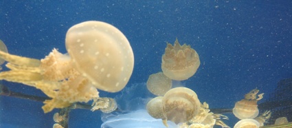 jelly fish in one of the undiscovered luxury adventure destinations