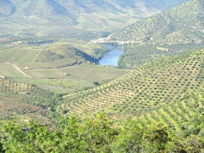 Portugal-Douro-Valley-Vineyards